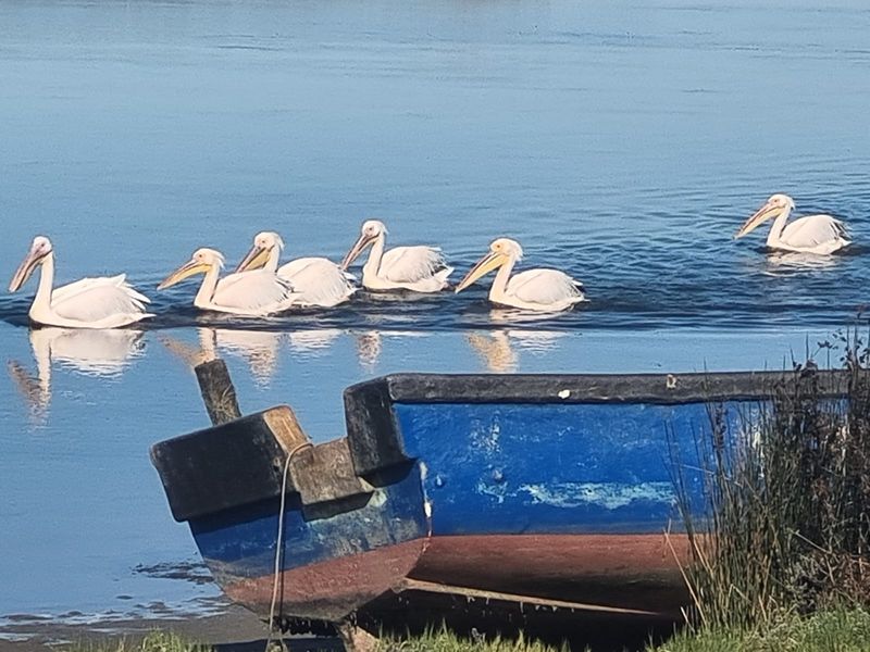 A scenic view of a calm body of water featuring a small boat moored at the bank with several pelicans swimming nearby.