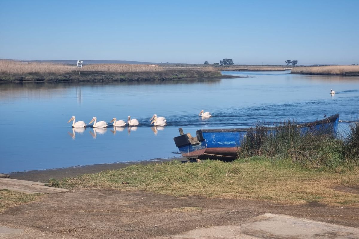 A scenic view of a calm river or lagoon featuring a small boat moored at the bank with pelicans swimming in the water.