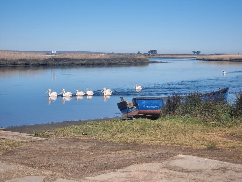A scenic view of a calm river or lagoon featuring a small boat moored at the bank with pelicans swimming in the water.