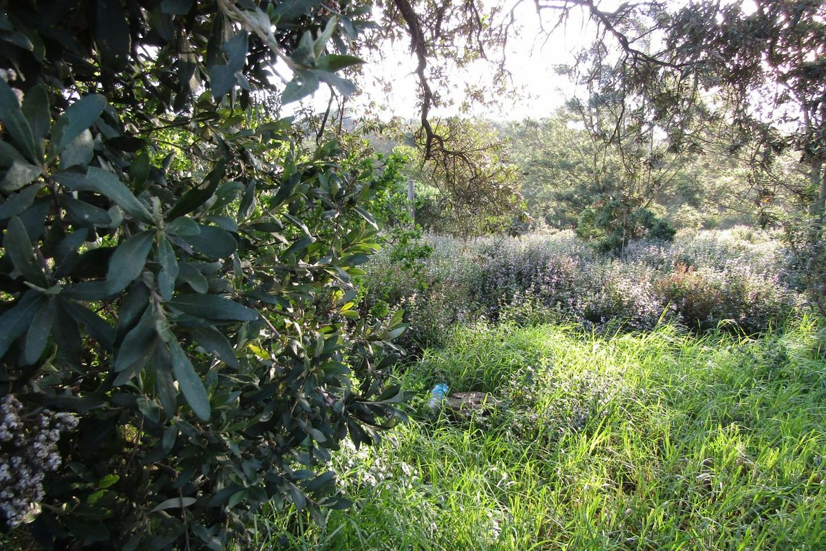 A view of a natural, overgrown garden area featuring mature trees and dense shrubbery on the residential land.