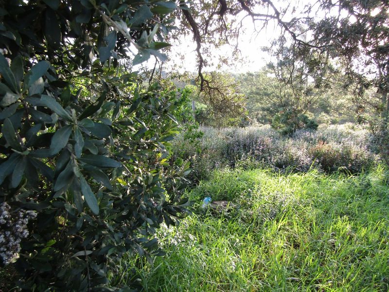A view of a natural, overgrown garden area featuring mature trees and dense shrubbery on the residential land.