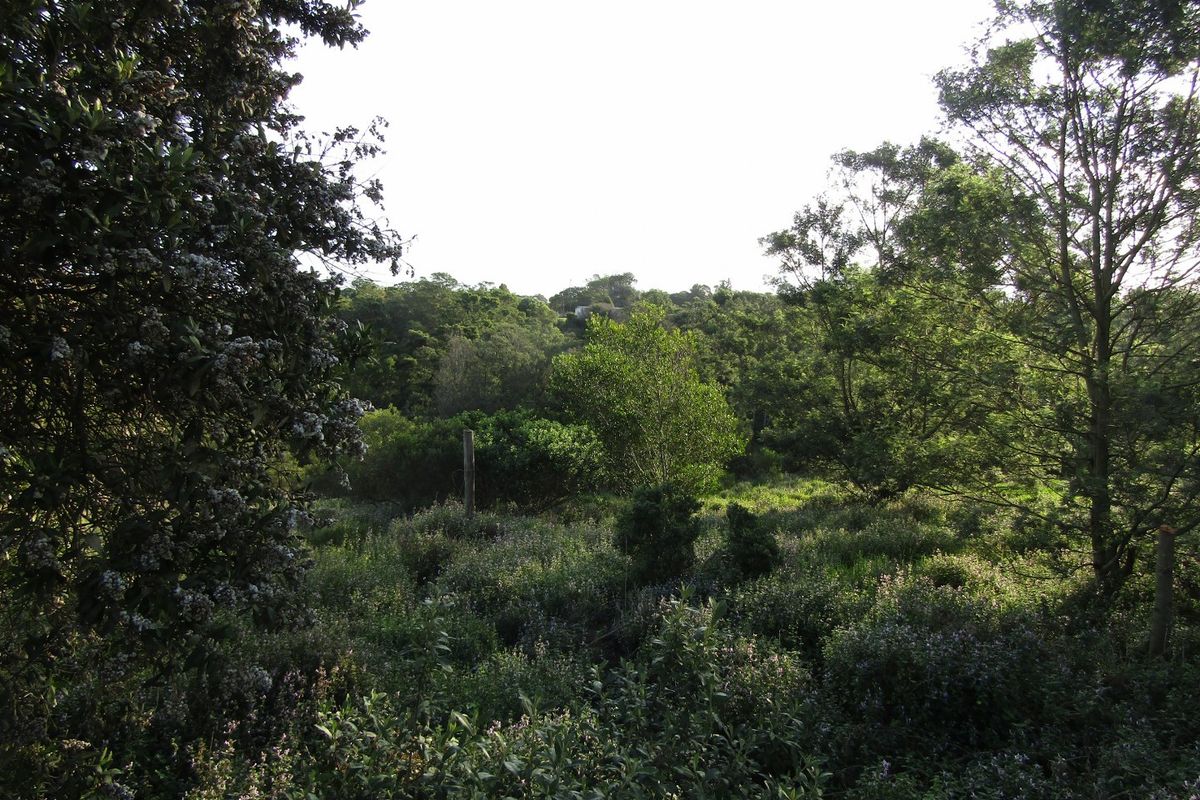 A view of a natural, undeveloped residential plot featuring dense native vegetation and mature trees.