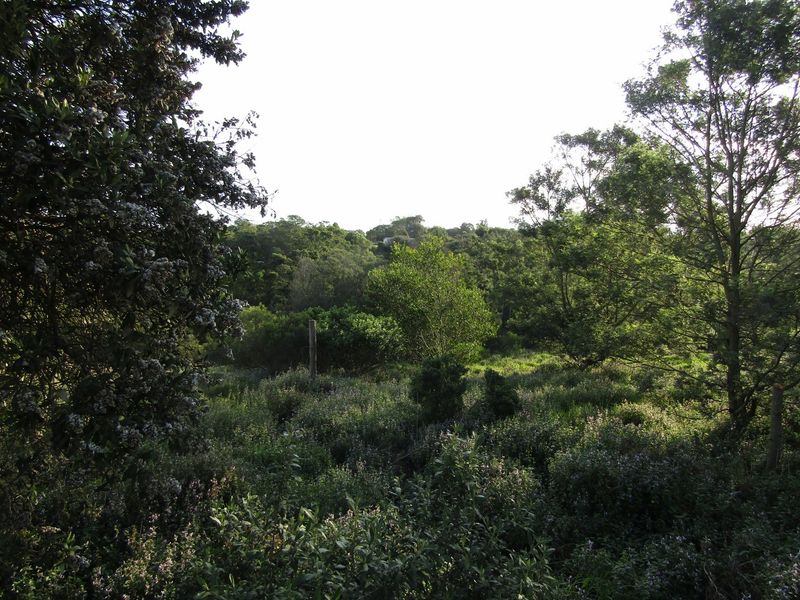 A view of a natural, undeveloped residential plot featuring dense native vegetation and mature trees.