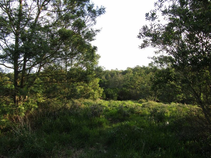 A view of a natural, undeveloped residential plot featuring mature trees and native vegetation, offering a peaceful and private setting.