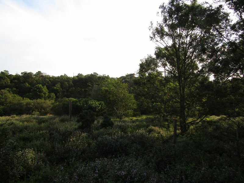 A view of a natural, undeveloped residential plot featuring mature trees and dense native vegetation.