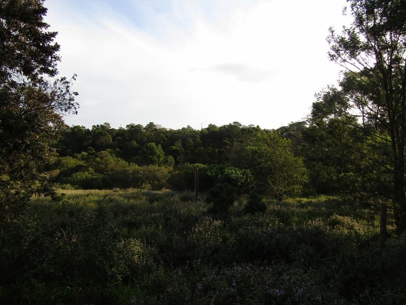 A view of a vacant residential plot featuring natural vegetation and mature trees, offering a peaceful and private setting.