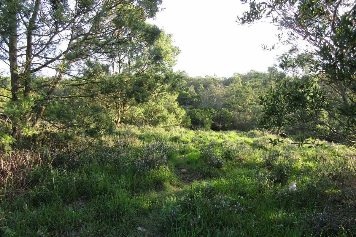 A view of a natural, undeveloped residential plot featuring established trees and native ground cover.