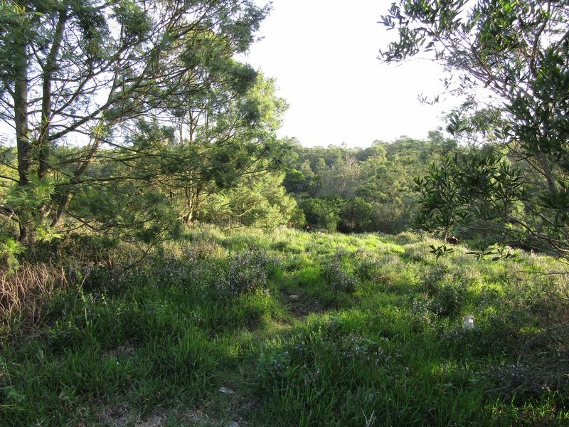 A view of a natural, undeveloped residential plot featuring established trees and native ground cover.