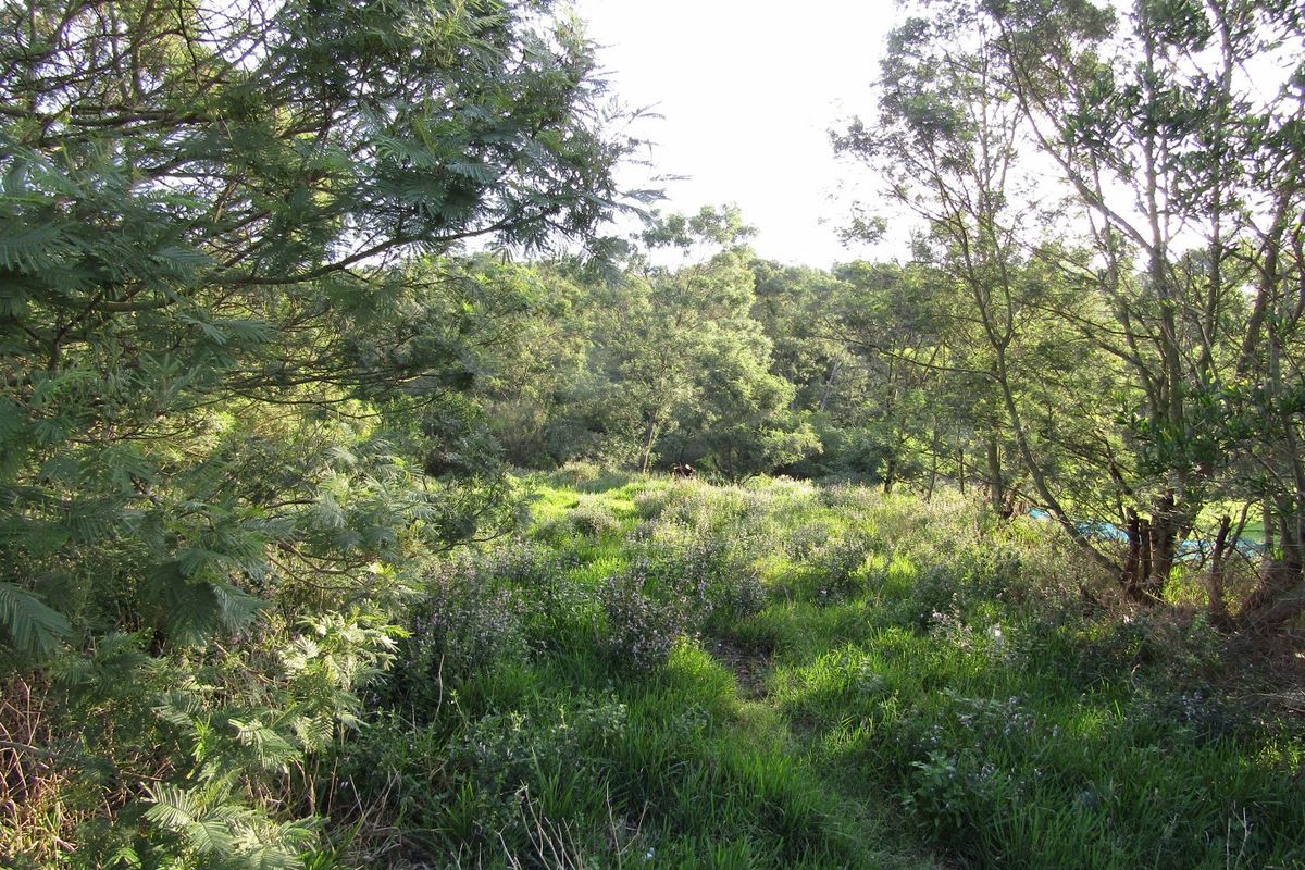 A view of a densely vegetated residential plot featuring mature trees and natural ground cover.