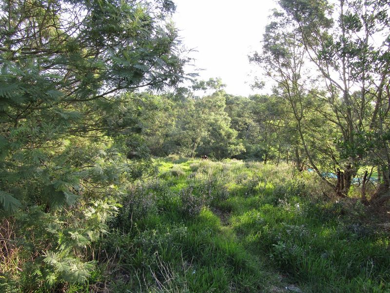 A view of a densely vegetated residential plot featuring mature trees and natural ground cover.