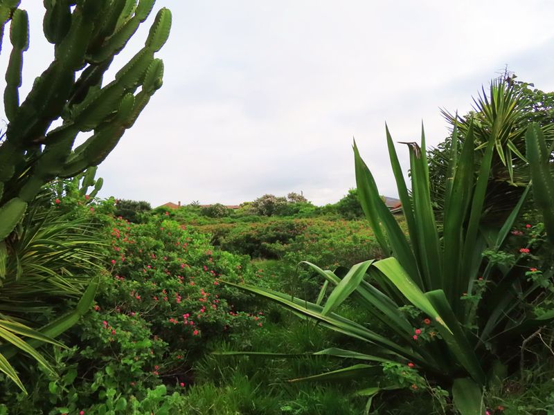 A view of a lush, overgrown garden area featuring established succulents and flowering shrubs on a residential plot.