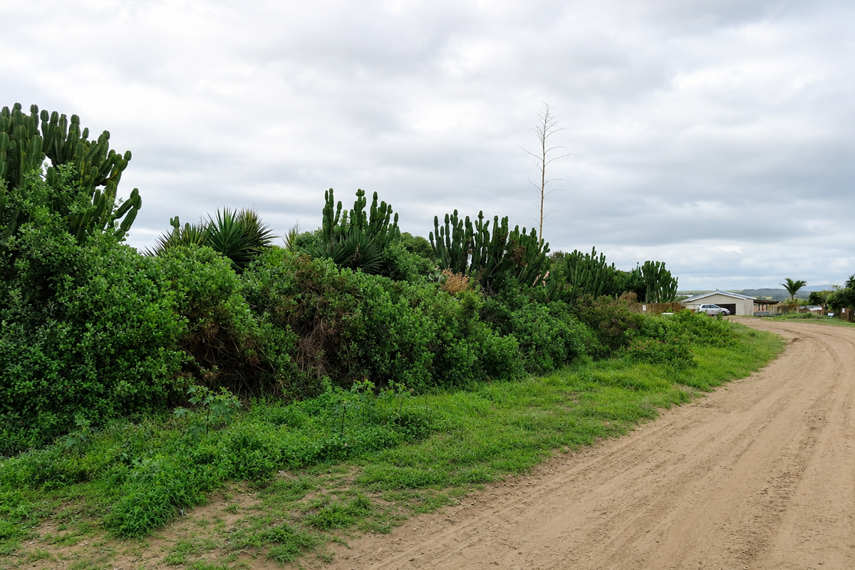 A view of an unpaved dirt road bordering a plot of land with established natural vegetation and cacti.