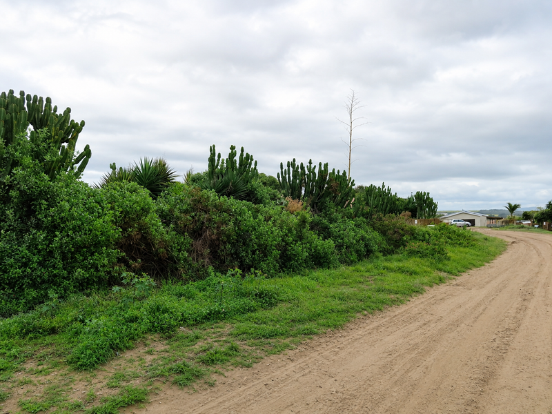 A view of an unpaved dirt road bordering a plot of land with established natural vegetation and cacti.