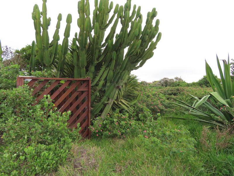 A view of a garden area featuring a wooden gate and mature cactus plants on a residential plot.