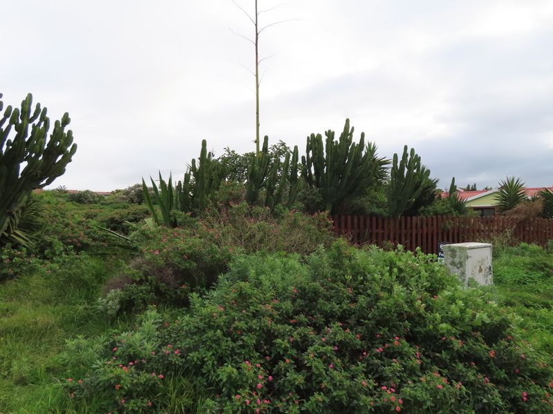 A view of a residential plot featuring overgrown garden vegetation, a wooden boundary fence, and a utility box.