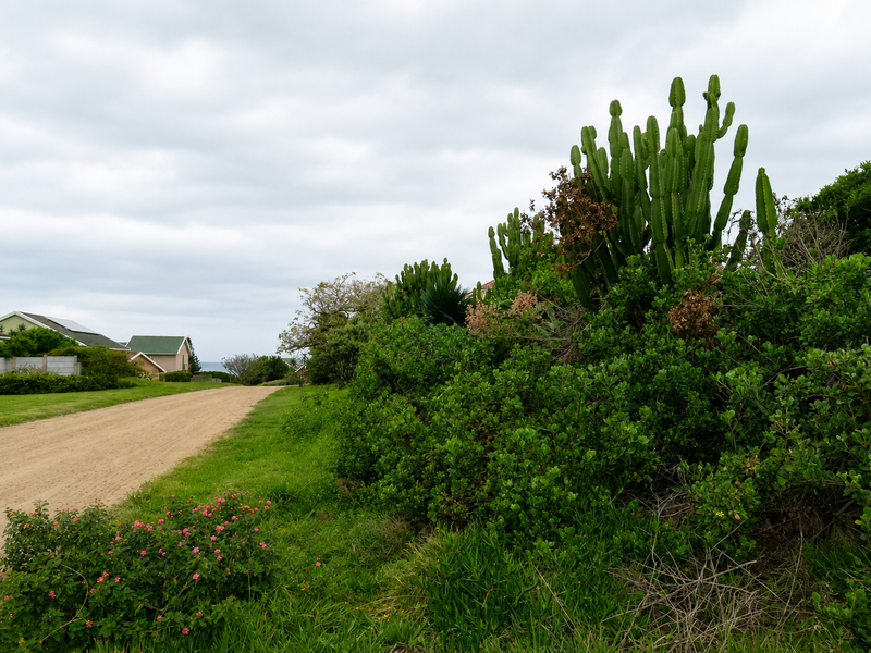 A view of an unpaved residential street lined with established indigenous vegetation and nearby coastal homes.
