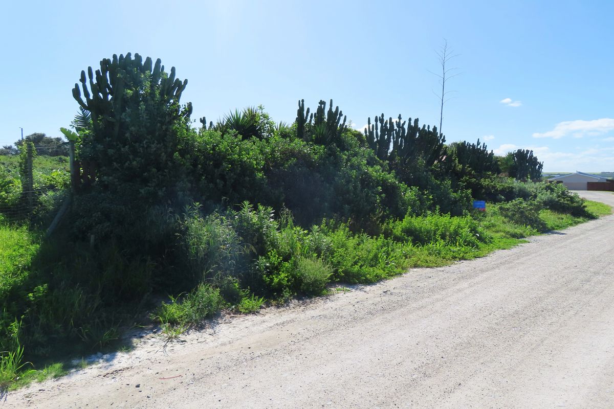 A view of the unpaved road frontage and natural vegetation bordering the vacant residential land.