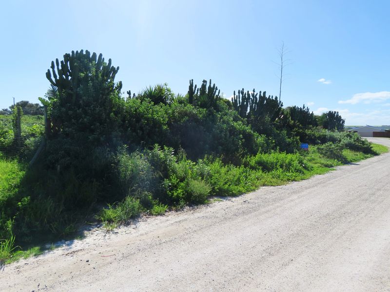 A view of the unpaved road frontage and natural vegetation bordering the vacant residential land.
