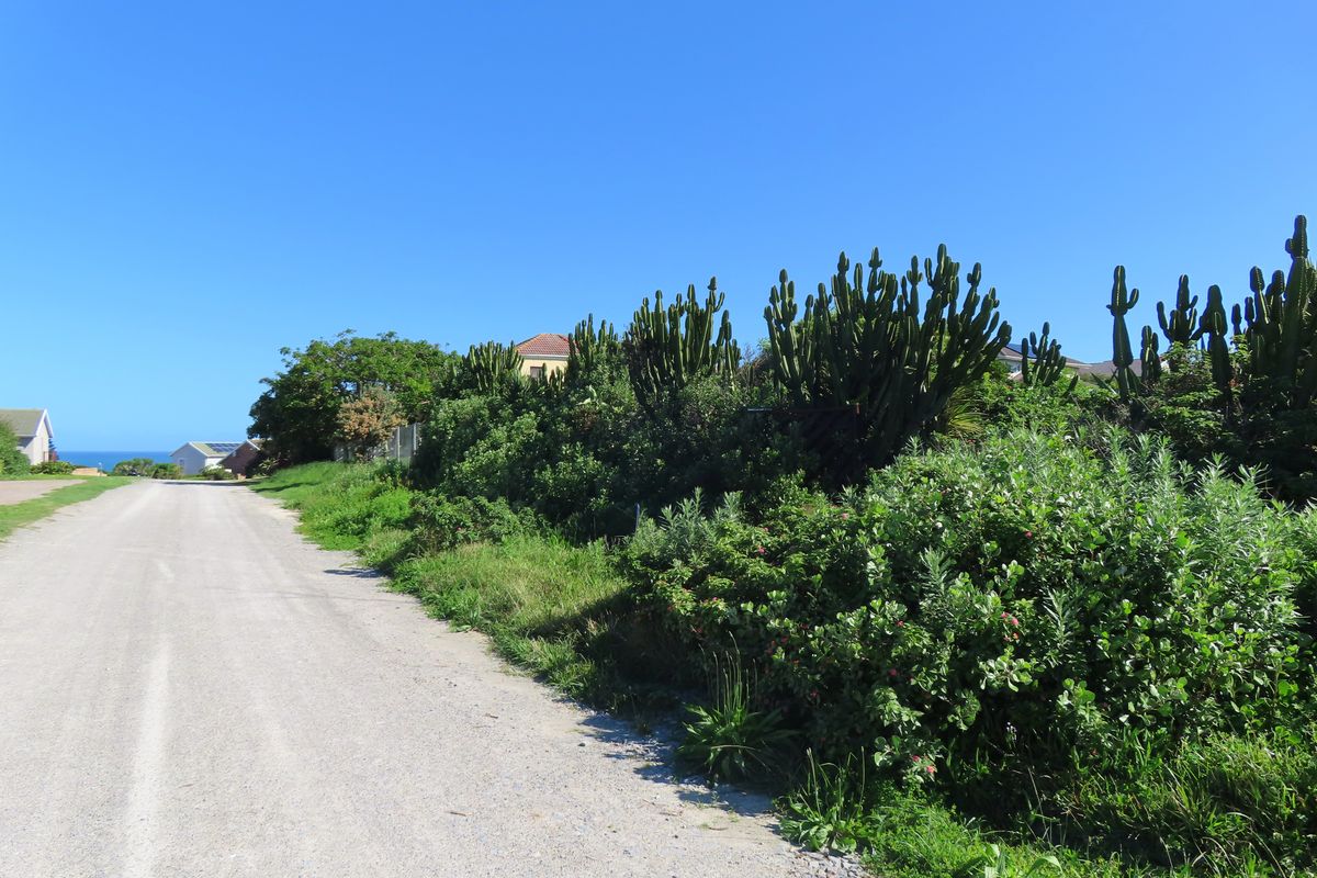 A view of a gravel road leading through a residential area with established greenery and cacti along the verge.