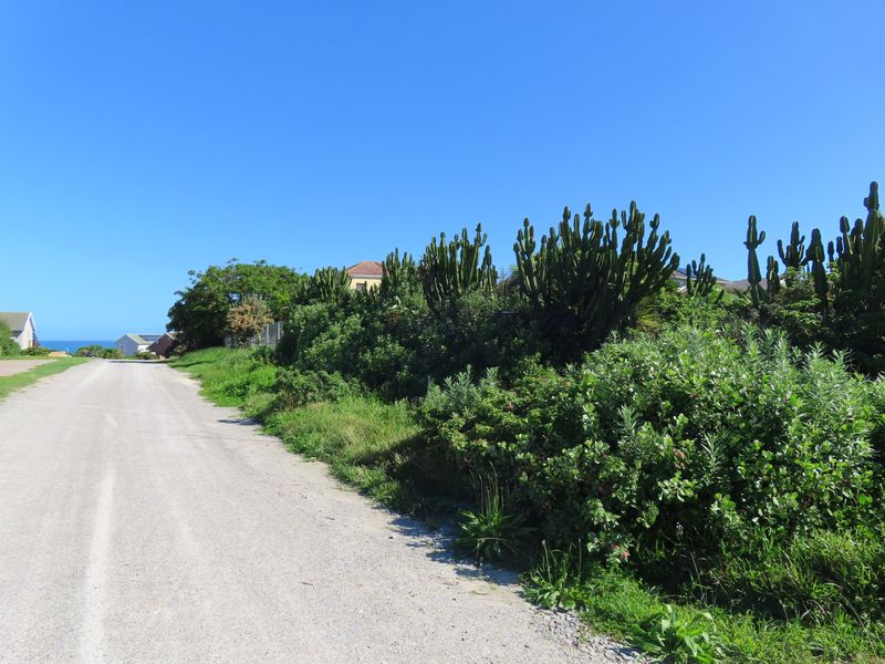 A view of a gravel road leading through a residential area with established greenery and cacti along the verge.