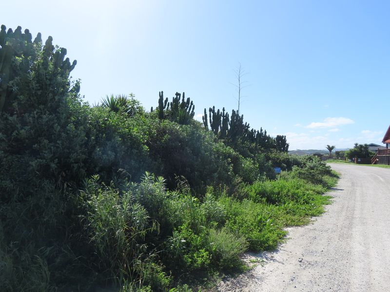 A view of a gravel road bordering a plot of land with established native vegetation and cacti.