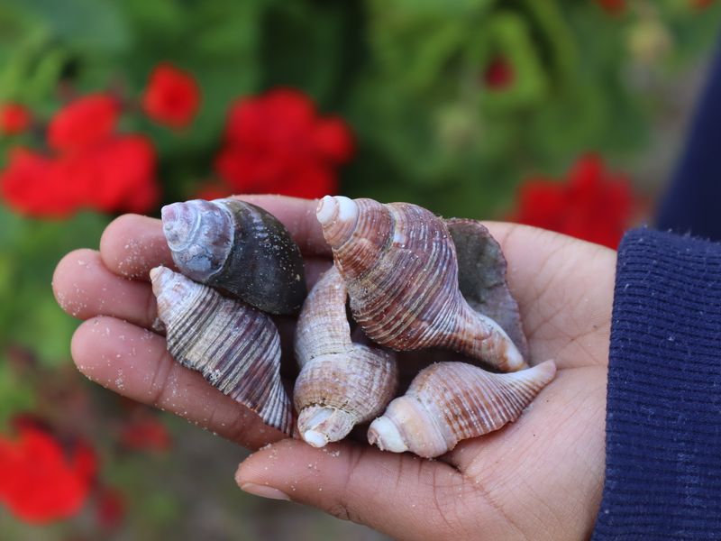 A close-up photograph of seashells held in a hand, with blurred red flowers in the background.