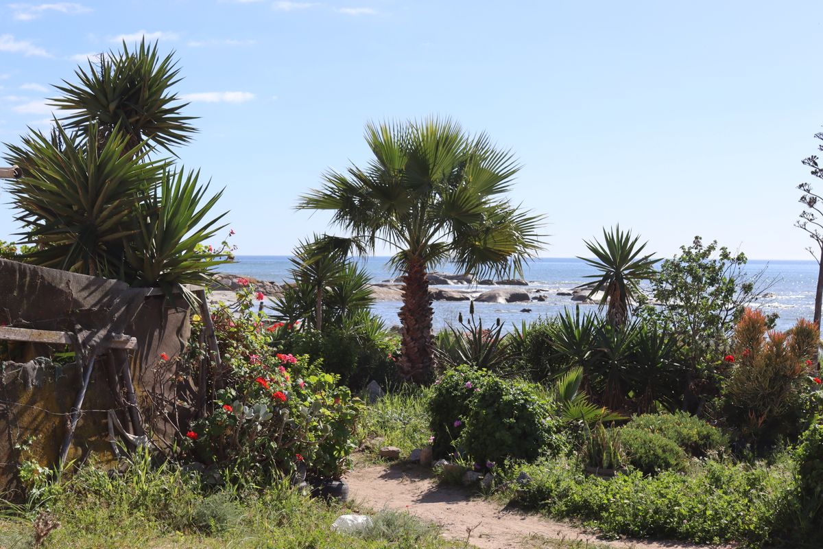 A scenic view of the ocean and rocky coastline framed by established coastal garden vegetation and palm trees.
