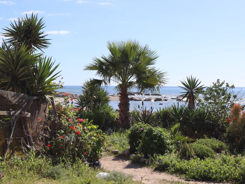 A scenic view of the ocean and rocky coastline framed by established coastal garden vegetation and palm trees.