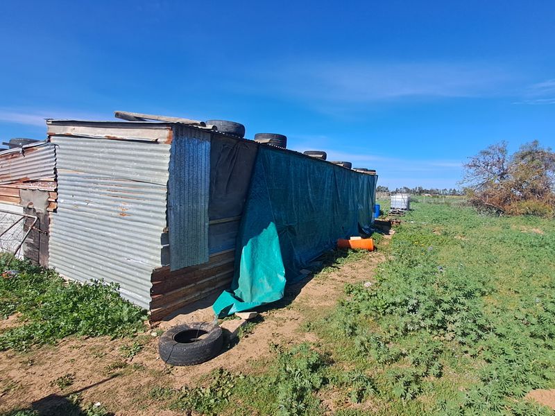 An exterior view of a makeshift structure constructed from corrugated iron and tarps, situated on a rural small holding plot.