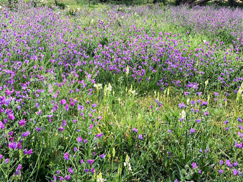 A vibrant garden area featuring a dense field of purple wildflowers and natural greenery.