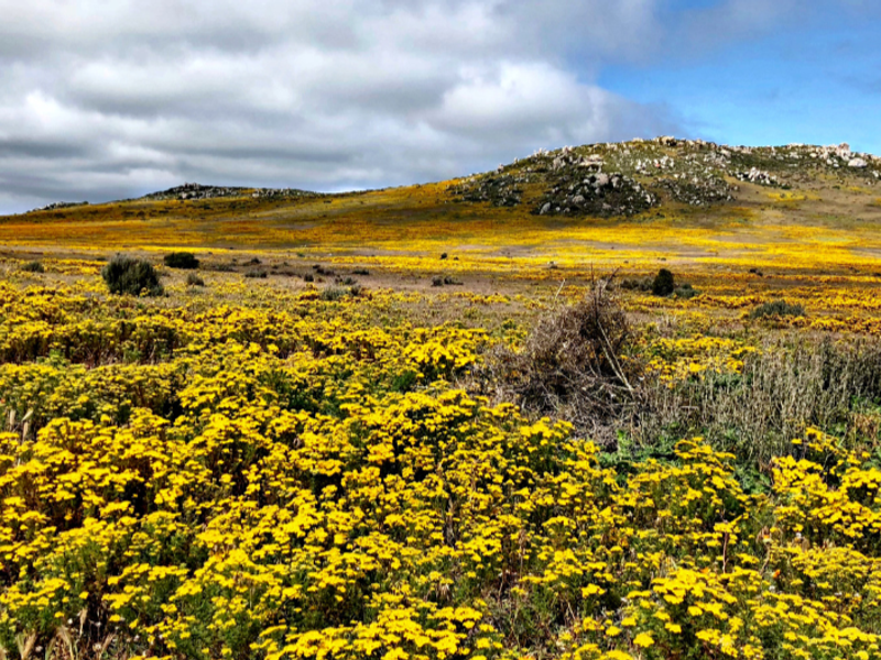 A scenic landscape view featuring a vast field of yellow wildflowers set against a backdrop of rolling hills and a cloudy sky.