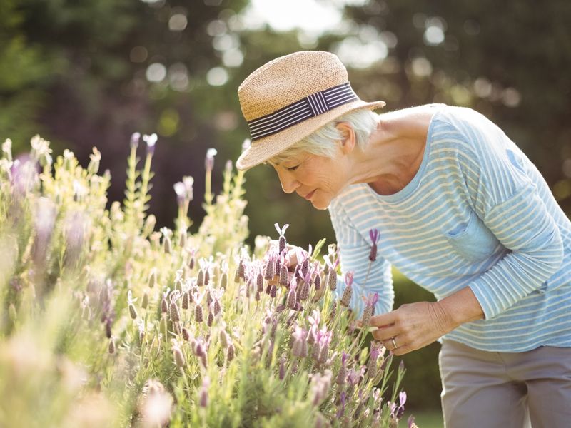 A well-maintained garden area featuring established lavender plants, providing a peaceful outdoor space for residents.