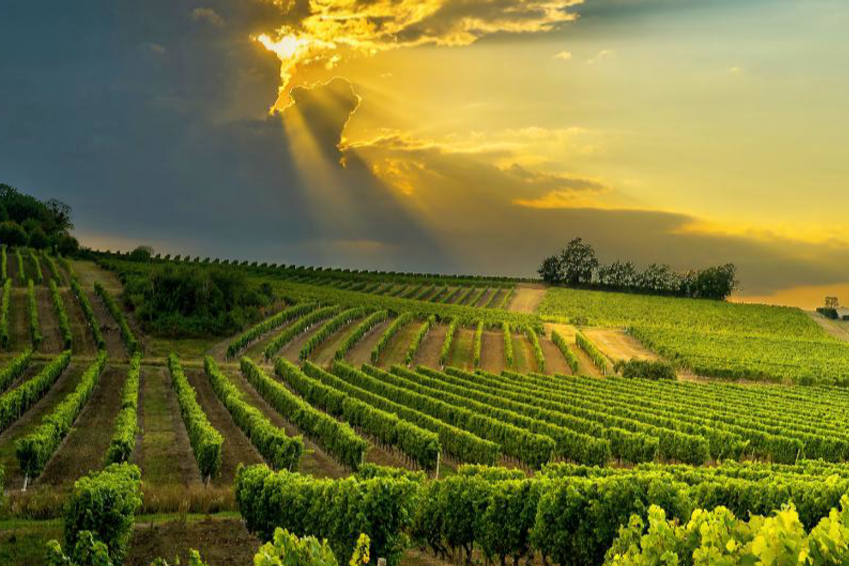 A scenic view of a lush vineyard landscape at sunset, showcasing well-maintained rows of grapevines under a dramatic golden sky.