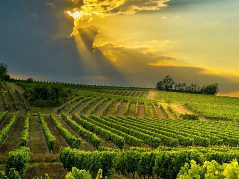 A scenic view of a lush vineyard landscape at sunset, showcasing well-maintained rows of grapevines under a dramatic golden sky.