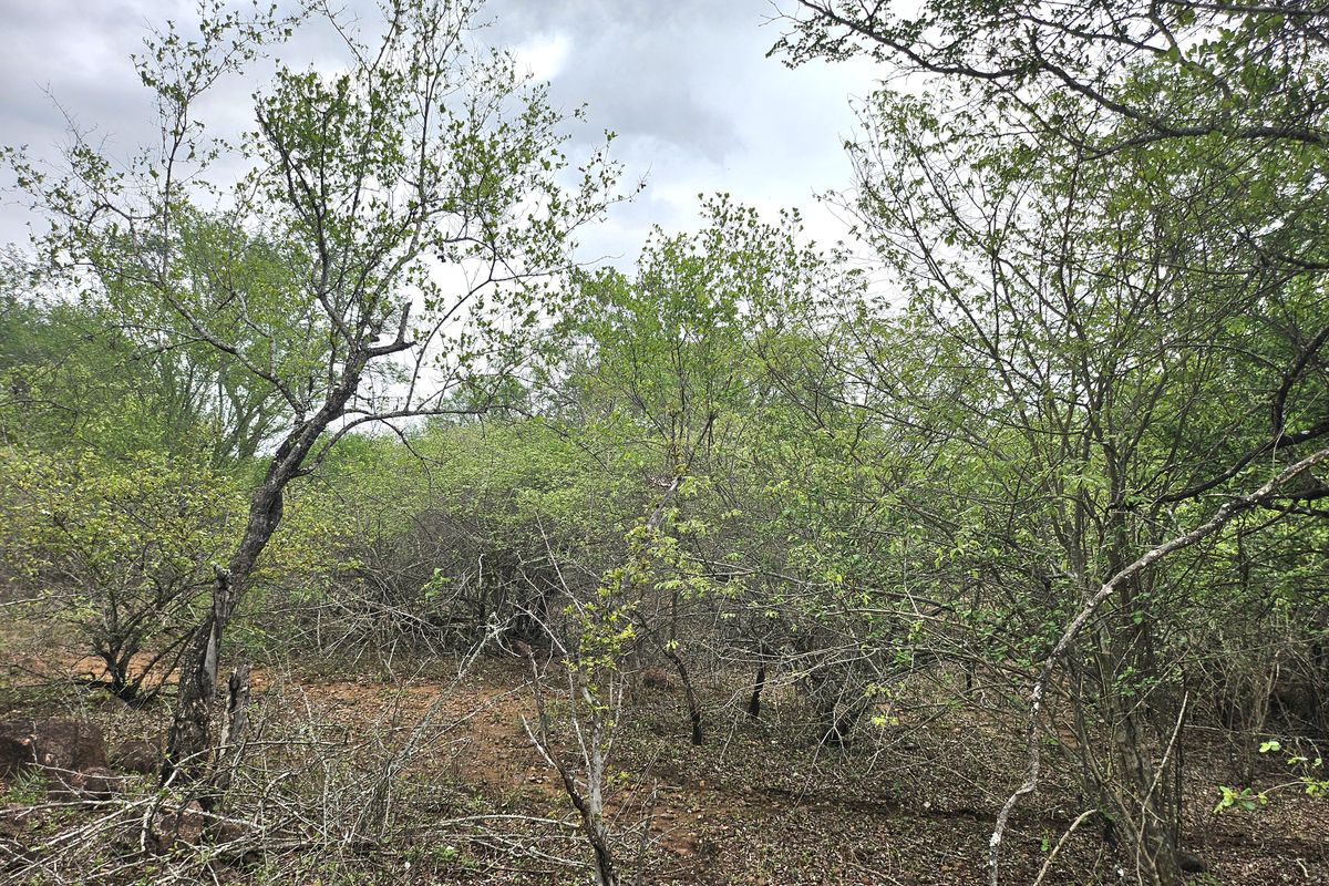 A view of the undeveloped residential land featuring natural vegetation and mature trees across the plot.