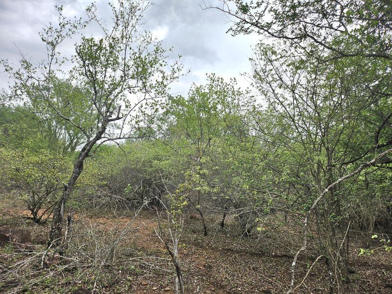 A view of the undeveloped residential land featuring natural vegetation and mature trees across the plot.