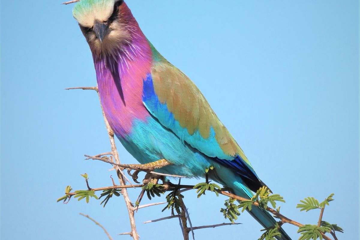 A photograph of a bird perched on a branch, which is not relevant to the property or real estate assessment.