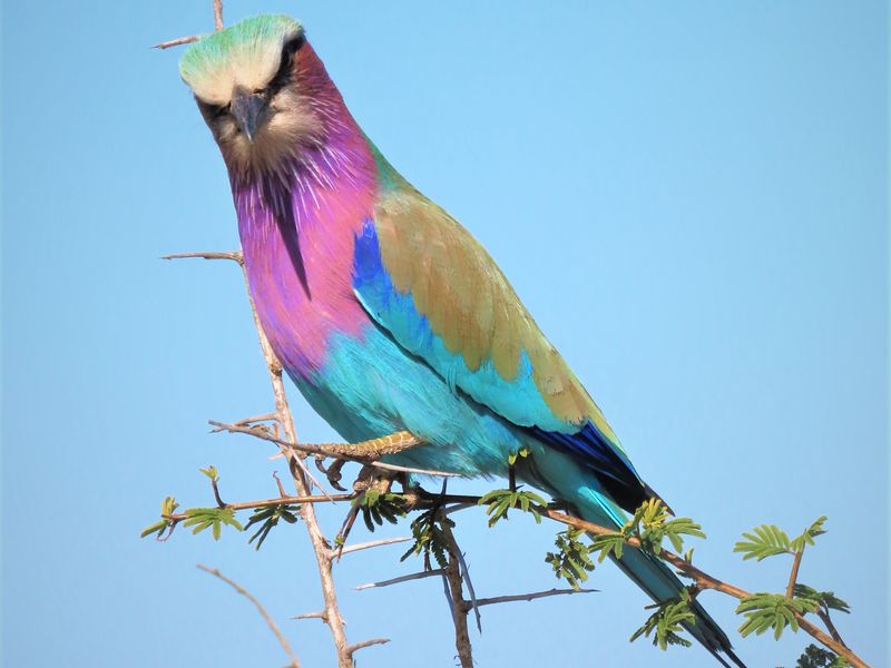 A photograph of a bird perched on a branch, which is not relevant to the property or real estate assessment.