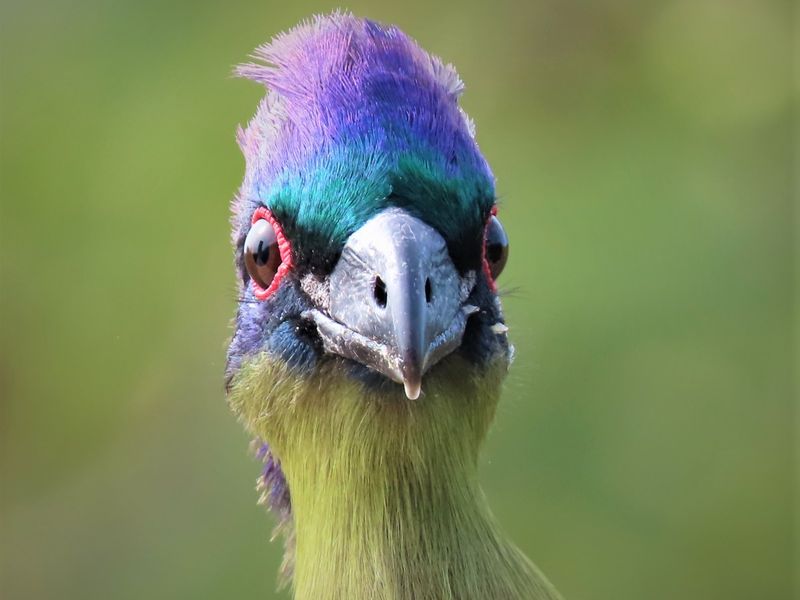 A close-up photograph of a bird, which is not relevant to the real estate property audit.