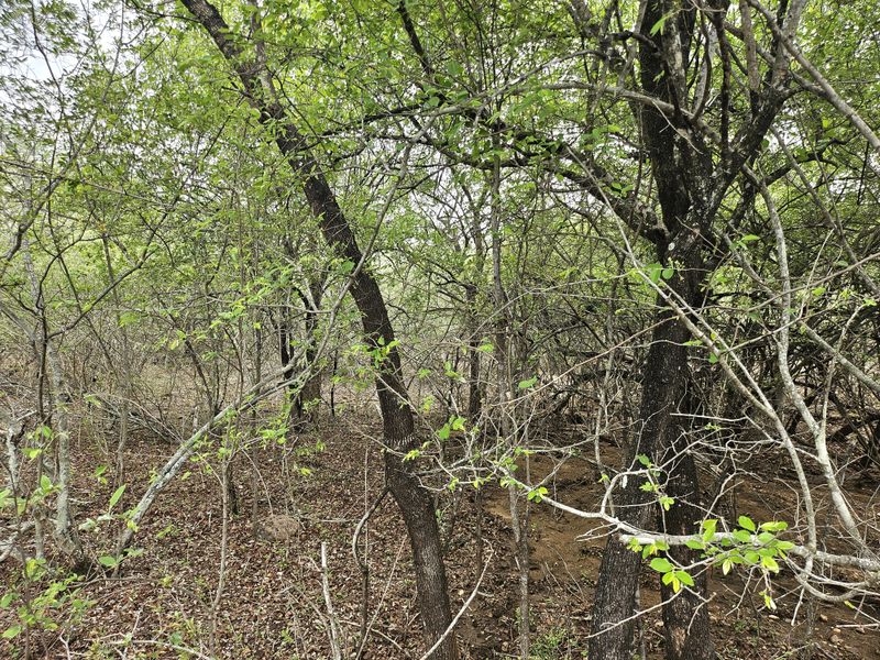 A view of the natural, wooded landscape on the vacant residential property, featuring mature trees and dense native vegetation.