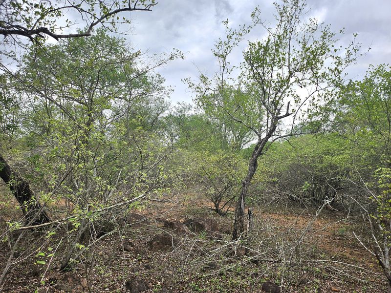 A view of the natural, undeveloped residential land featuring native trees, shrubs, and rocky ground cover.