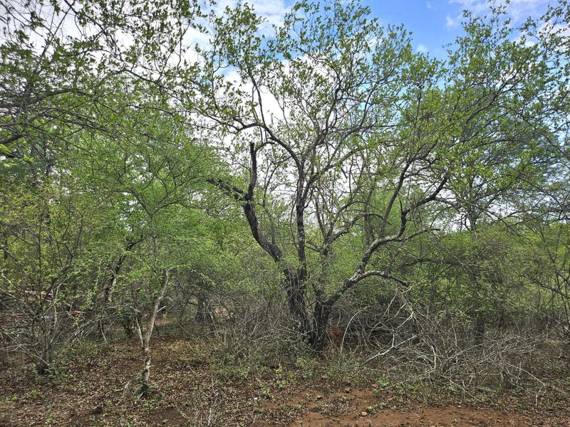A view of the natural, undeveloped land featuring mature trees and dense native vegetation.