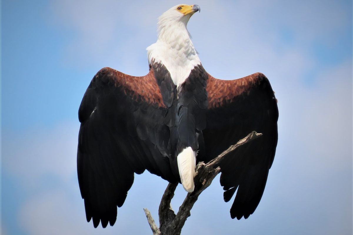 An African Fish Eagle perched on a dead tree branch, showcasing local wildlife on the property.