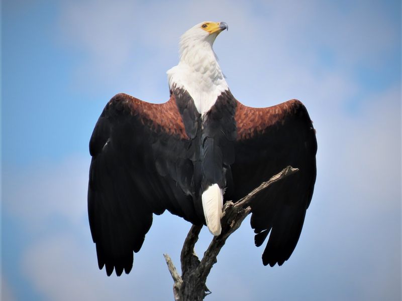 An African Fish Eagle perched on a dead tree branch, showcasing local wildlife on the property.