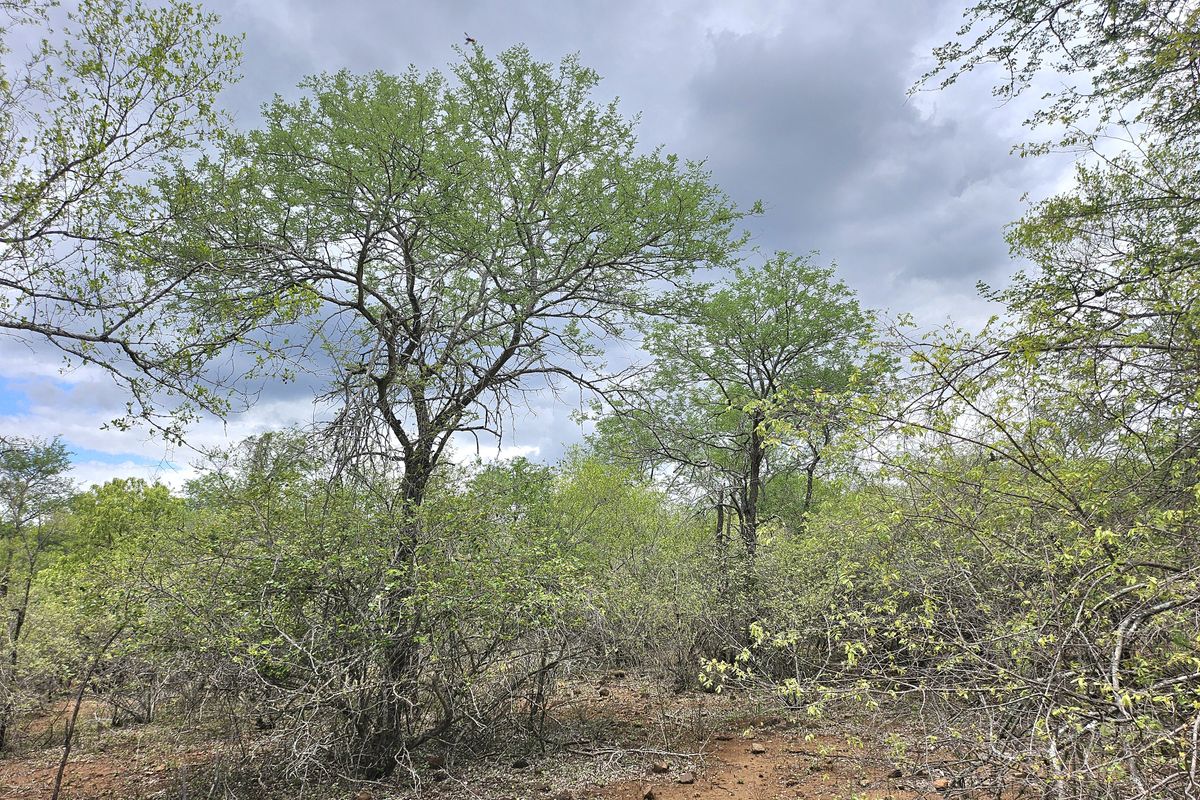 A view of the natural, undeveloped residential land featuring established indigenous trees and native bushveld vegetation.