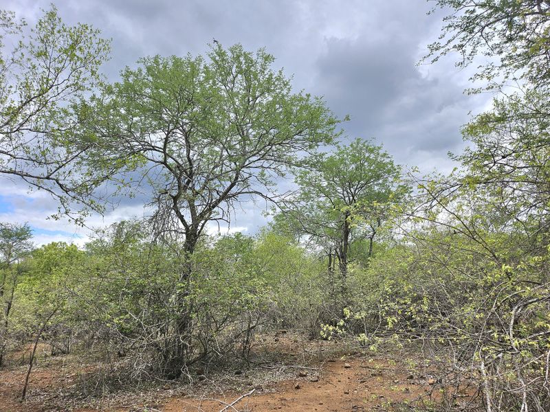 A view of the natural, undeveloped residential land featuring established indigenous trees and native bushveld vegetation.