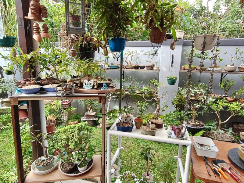 A private garden area featuring a boundary wall and wire mesh fencing, currently utilized for extensive potted plant and bonsai cultivation.