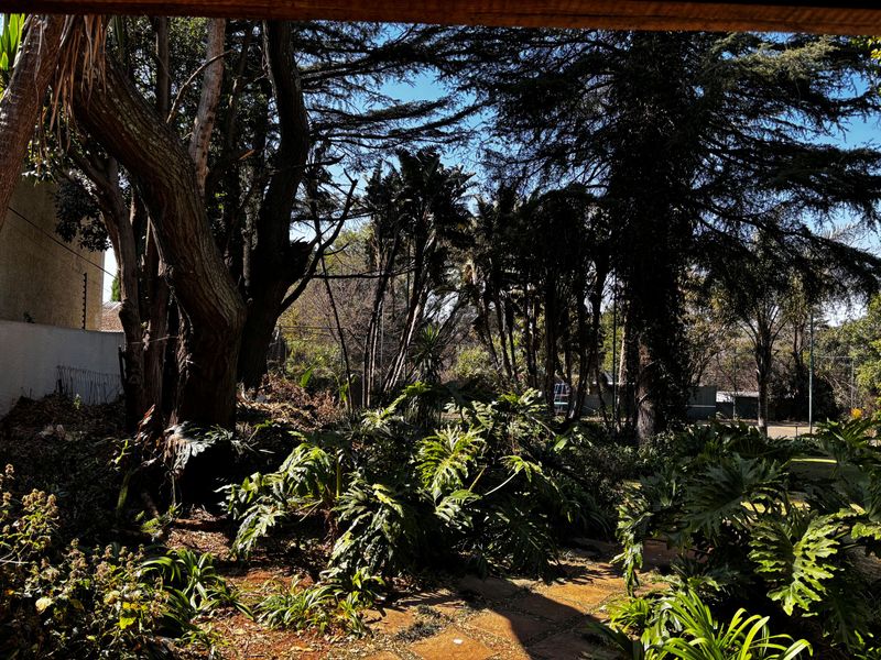 A lush, established garden featuring mature trees, dense foliage, and a paved pathway, providing a private and natural outdoor setting.