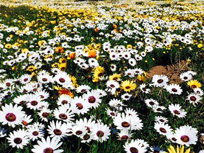 A field of wild daisies and yellow flowers, showing natural landscape vegetation.