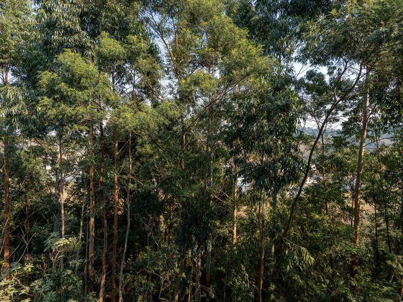 A view of dense, mature trees providing a natural, green outlook from the property.